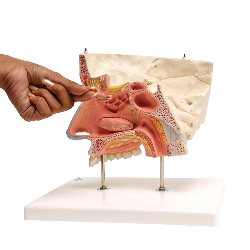 nose-model-with-paranasal-sinuses-5-part-e20-195358_800x