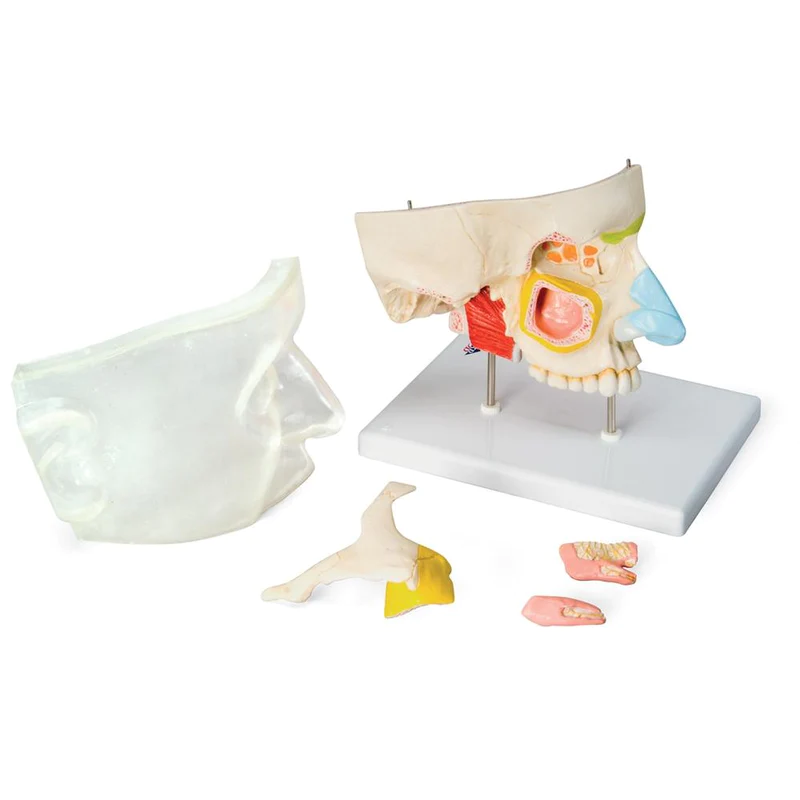 nose-model-with-paranasal-sinuses-5-part-e20-385414_800x