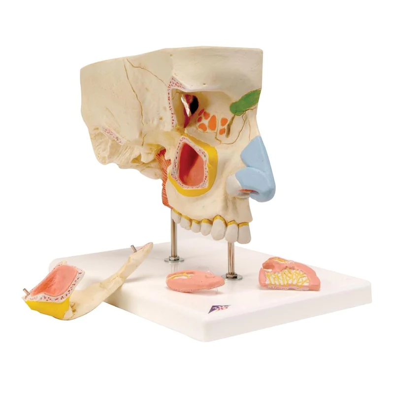 nose-model-with-paranasal-sinuses-5-part-e20-643537_800x